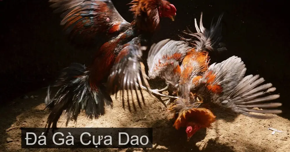 Đá gà cựa dao Rik88 - Trải nghiệm không thể bỏ qua cho người yêu thích
