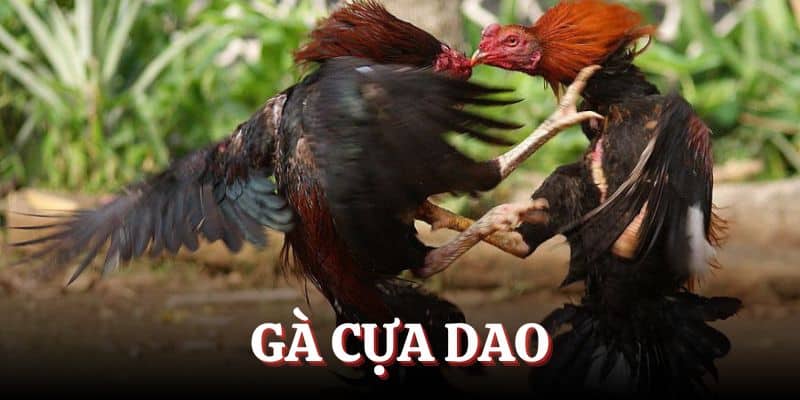 Đá gà cựa dao Rik88 - Trải nghiệm không thể bỏ qua cho người yêu thích