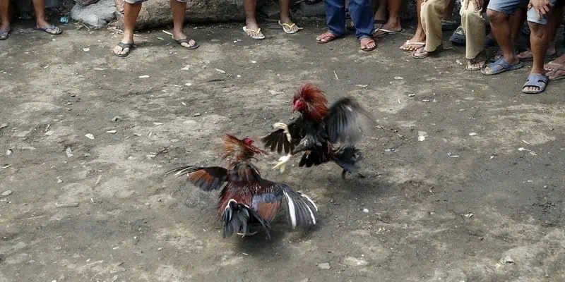 Đá Gà Philippines Rik88 - Sự Kết Hợp Giữa Truyền Thống và Đổi Mới Trong Thể Thao