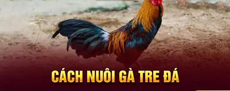Đá gà tre Rik88 - Trải nghiệm hấp dẫn từ đam mê đá gà